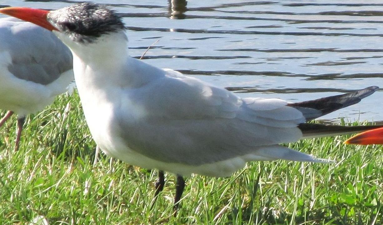 Sterna australiana: Hydroprogne caspia (Sterna maggiore)