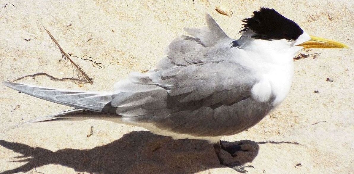 Sterna australiana: Hydroprogne caspia (Sterna maggiore)