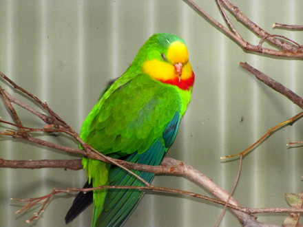 Uccelli australiani da identificare - 4 - Pappagalli