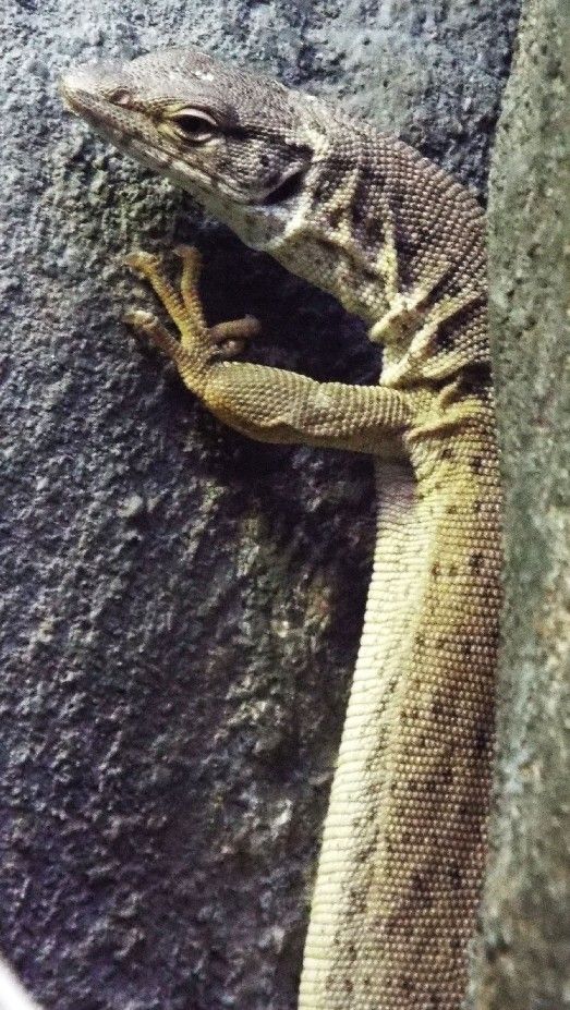 Rettili allo zoo di Melbourne - 5