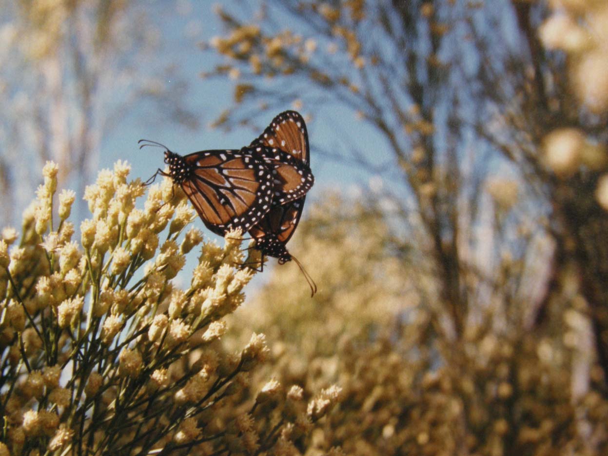 Farfalle dell''Arizona da identificare - 1