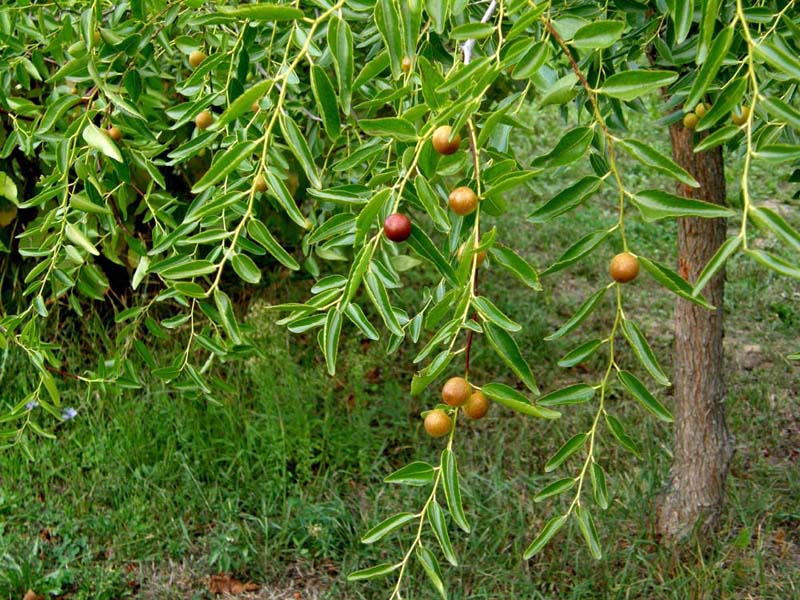 Che frutti sono? - Ziziphus cfr. zizyphus