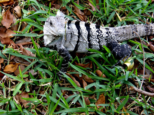 Iguane messicane