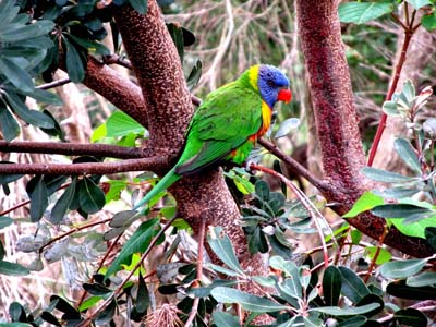 Uccelli australiani da identificare - 4 - Pappagalli