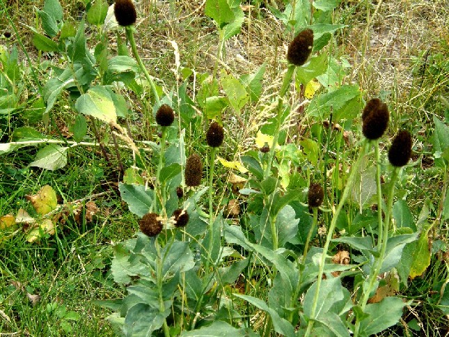 Yellowstone National Park (USA) - Rudbeckia occidentalis