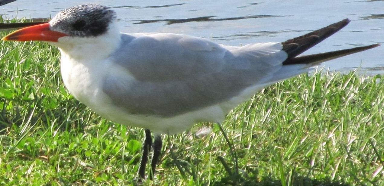 Sterna australiana: Hydroprogne caspia (Sterna maggiore)