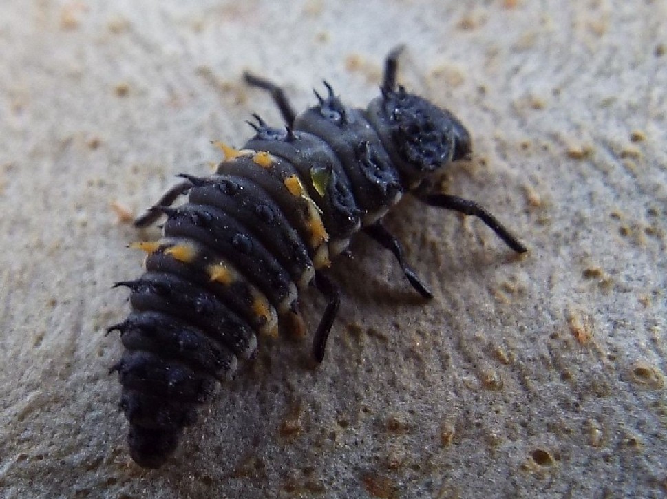 Coleotteri australiani 2