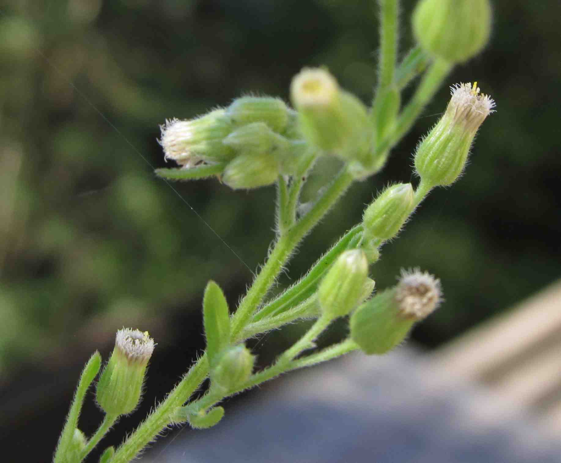 Erbacea australiana:  cfr.  Conyza (=Erigeron) sumatrensis