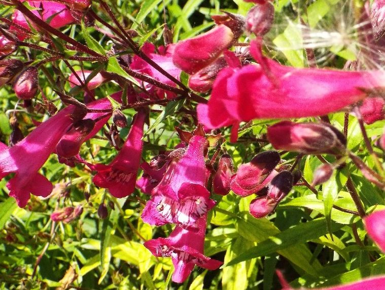 In  un''aiuola milanese: Penstemon sp. (Plantaginaceae)