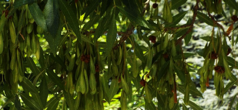 Albero da identificare: Fraxinus cfr. angustifolia