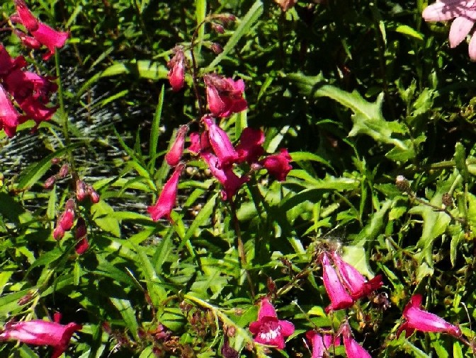 In  un''aiuola milanese: Penstemon sp. (Plantaginaceae)