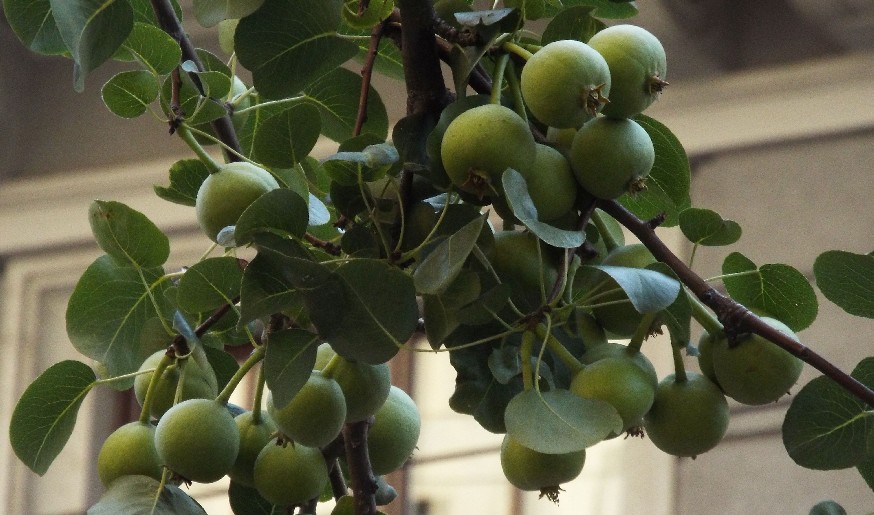 Pyrus calleryana ''Chanticleer'' (Rosaceae)