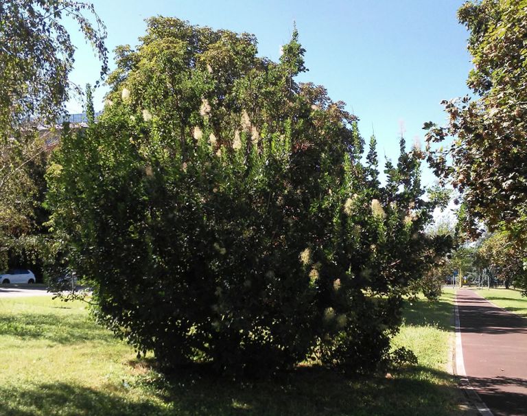 cv di Cotinus coggygria (Anacardiaceae)