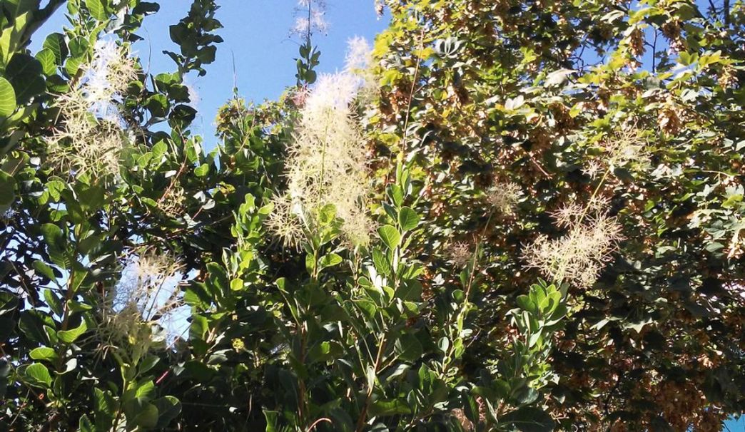 cv di Cotinus coggygria (Anacardiaceae)