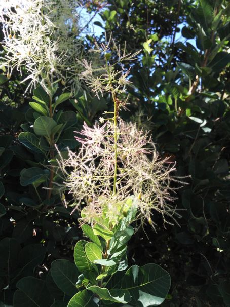 cv di Cotinus coggygria (Anacardiaceae)