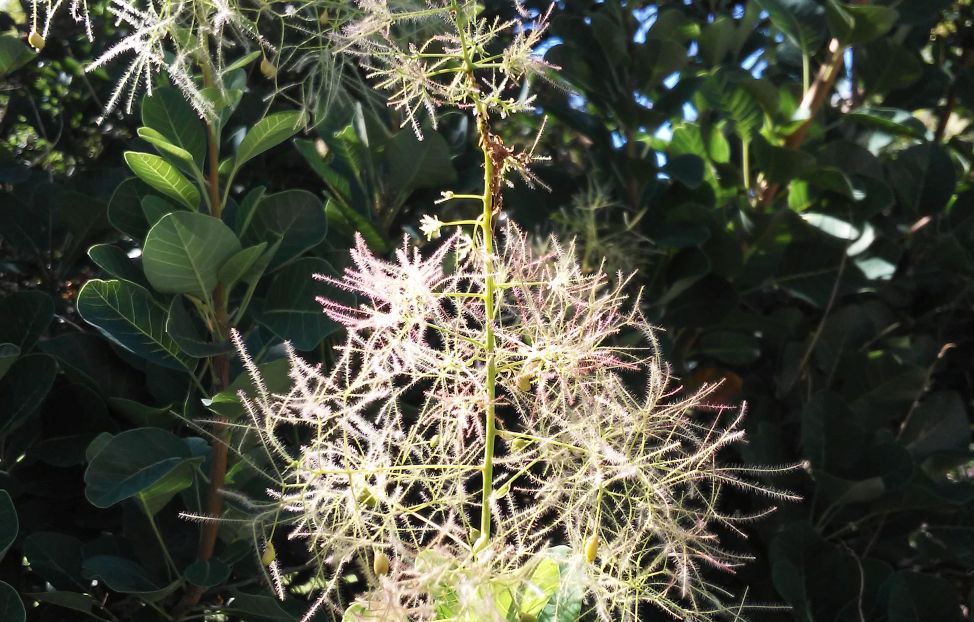 cv di Cotinus coggygria (Anacardiaceae)