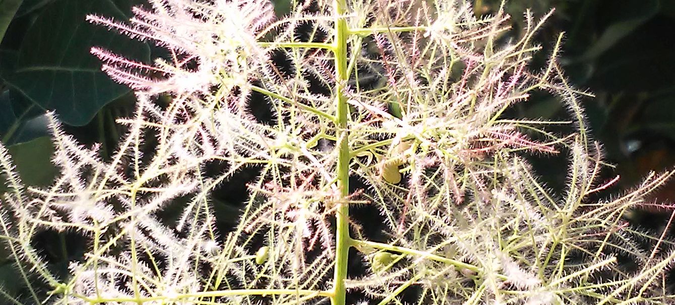 cv di Cotinus coggygria (Anacardiaceae)