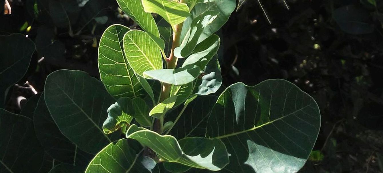 cv di Cotinus coggygria (Anacardiaceae)