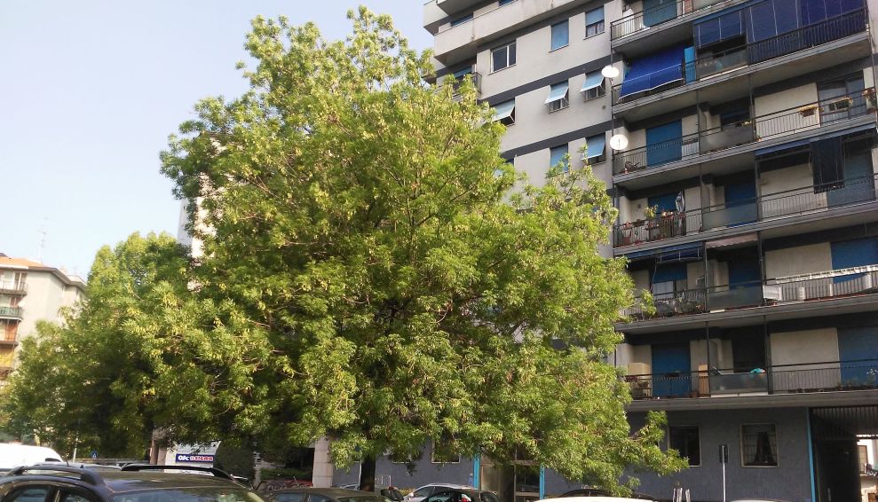 Albero a Milano: Fraxinus angustifolia (Oleaceae)