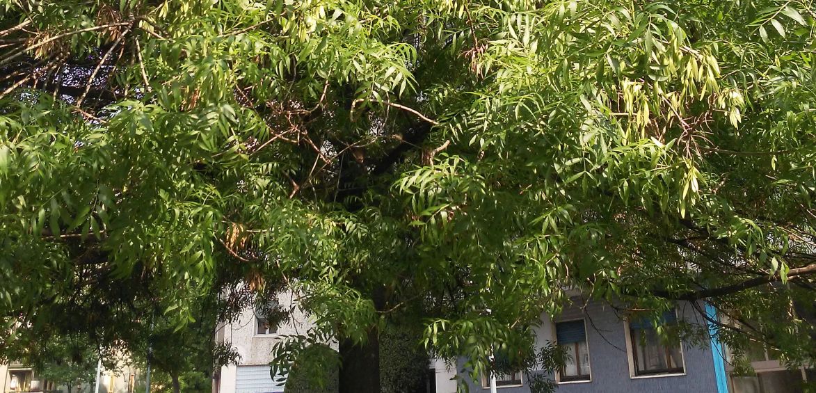 Albero a Milano: Fraxinus angustifolia (Oleaceae)