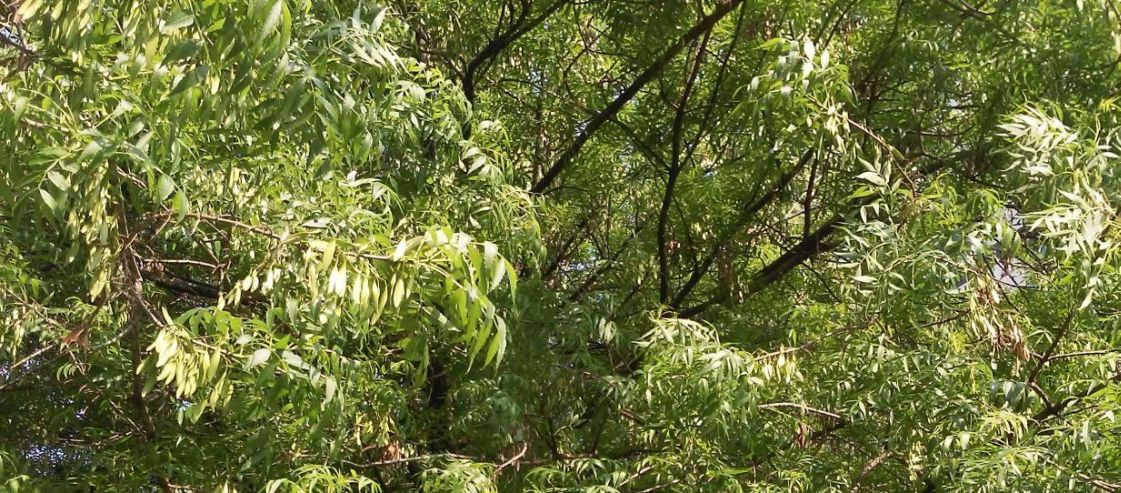 Albero a Milano: Fraxinus angustifolia (Oleaceae)