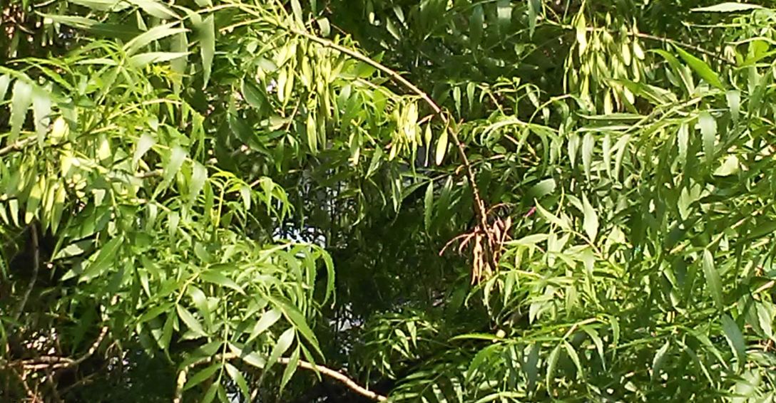 Albero a Milano: Fraxinus angustifolia (Oleaceae)