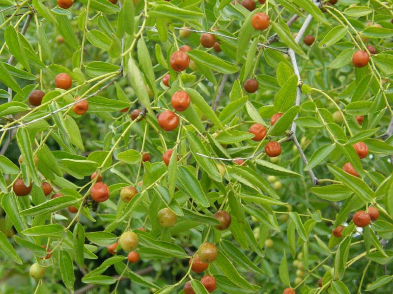 Che frutti sono? - Ziziphus cfr. zizyphus