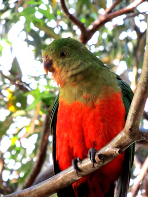 Uccelli australiani da identificare - 4 - Pappagalli