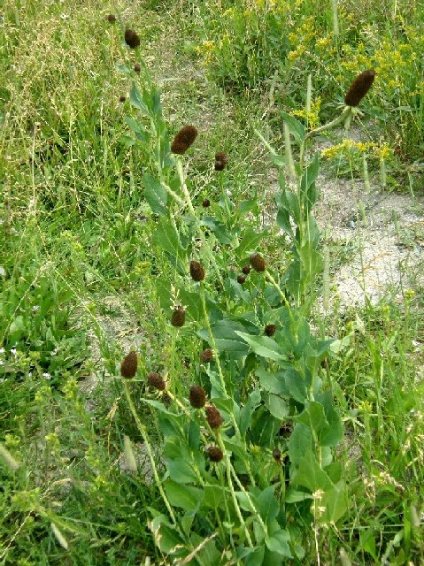 Yellowstone National Park (USA) - Rudbeckia occidentalis