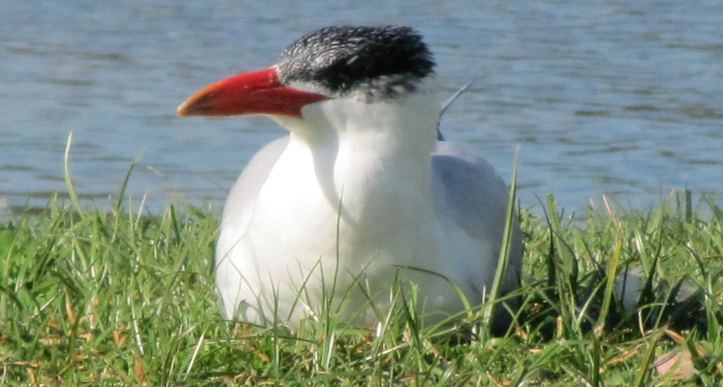 Sterna australiana: Hydroprogne caspia (Sterna maggiore)