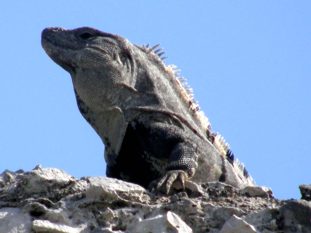 Iguane messicane