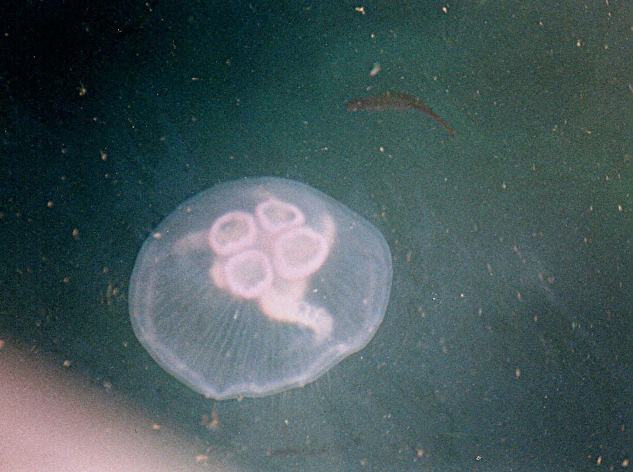 Meduse delle Shetland