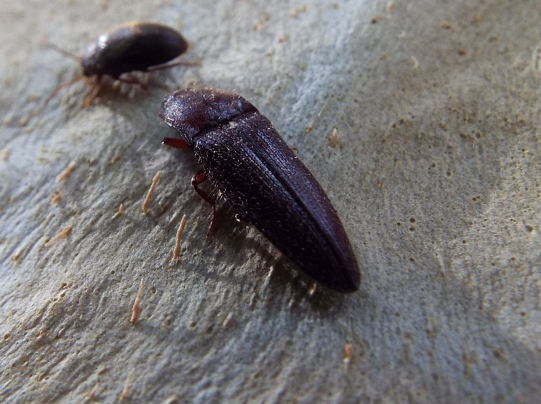 Coleotteri australiani 2