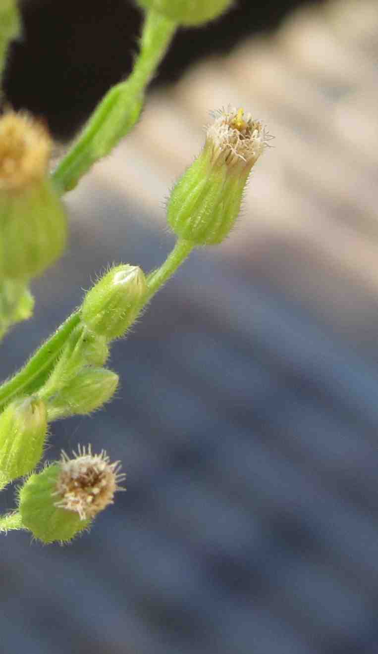 Erbacea australiana:  cfr.  Conyza (=Erigeron) sumatrensis