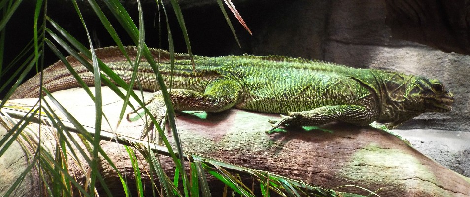 Rettili allo zoo di Melbourne - 1