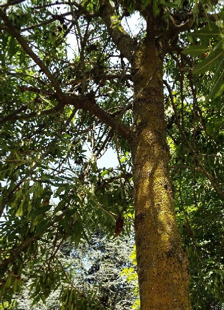 Albero da identificare: Fraxinus cfr. angustifolia