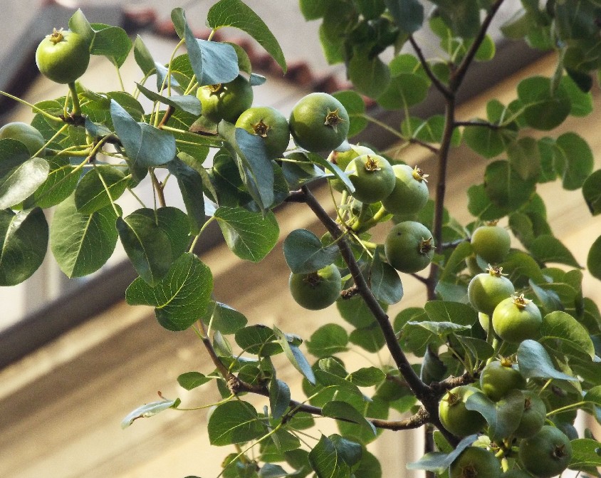 Pyrus calleryana ''Chanticleer'' (Rosaceae)