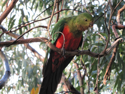 Uccelli australiani da identificare - 4 - Pappagalli