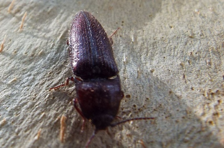 Coleotteri australiani 2