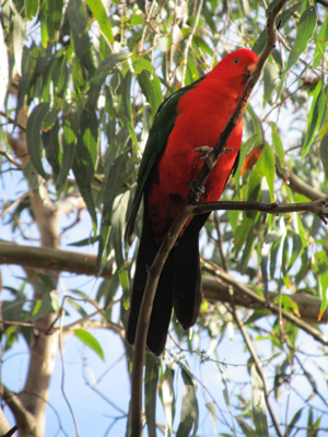 Uccelli australiani da identificare - 4 - Pappagalli