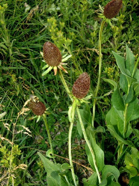 Yellowstone National Park (USA) - Rudbeckia occidentalis