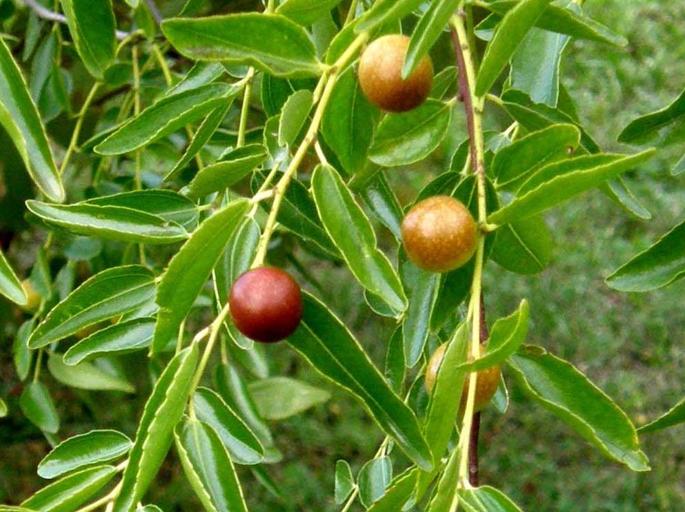 Che frutti sono? - Ziziphus cfr. zizyphus