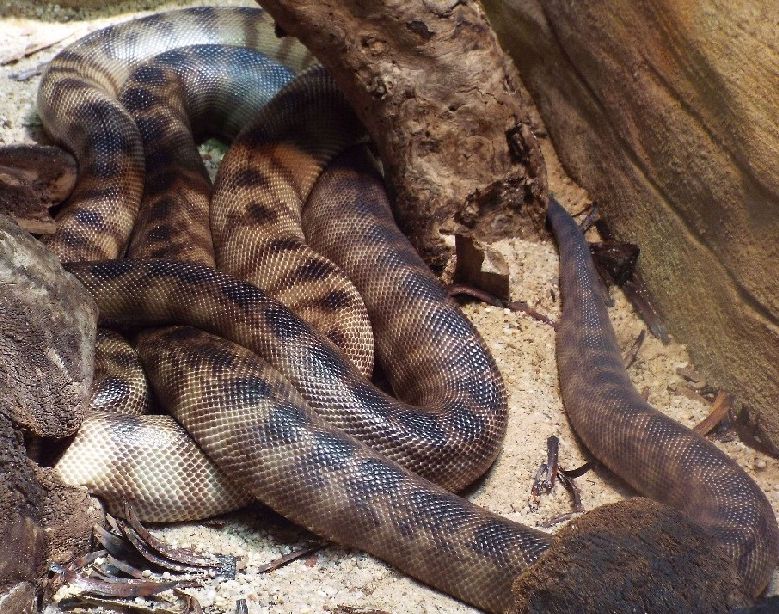 Rettili allo zoo di Melbourne - 7