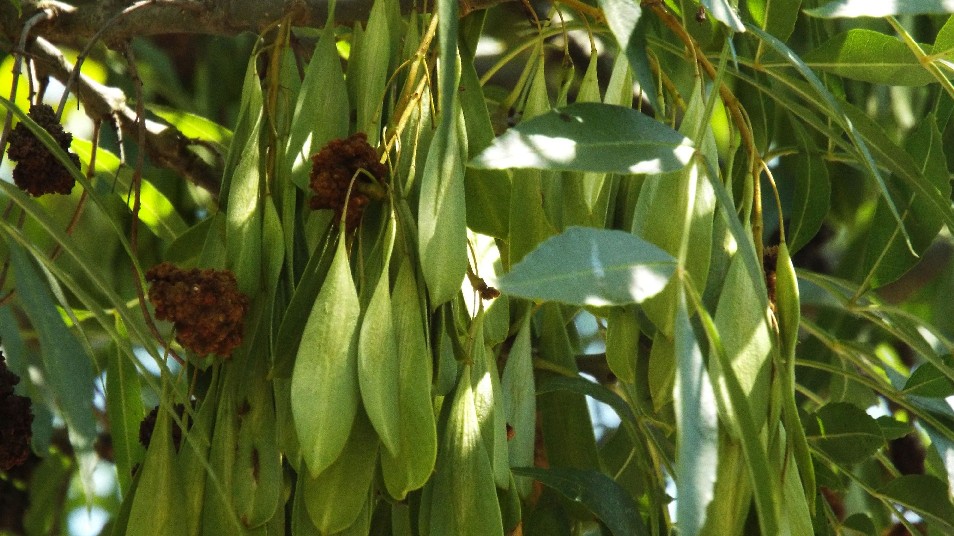 Albero da identificare: Fraxinus cfr. angustifolia