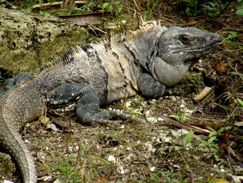 Iguane messicane