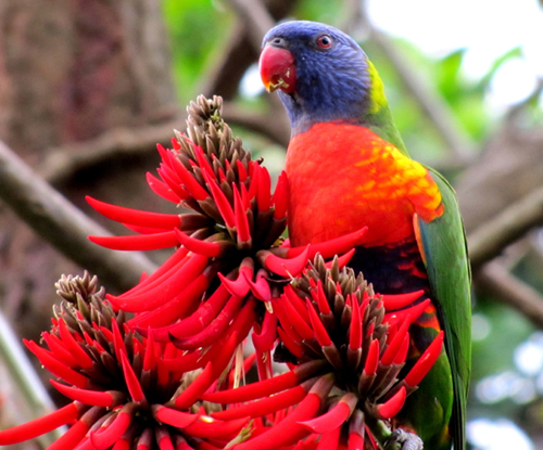 Uccelli australiani da identificare - 4 - Pappagalli