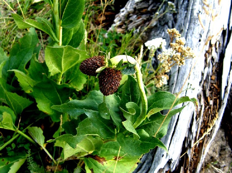 Yellowstone National Park (USA) - Rudbeckia occidentalis