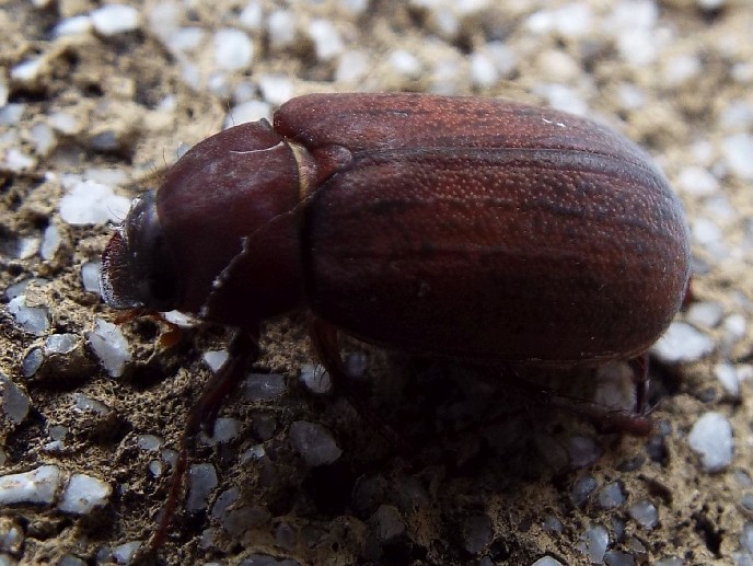 Coleotteri australiani 2