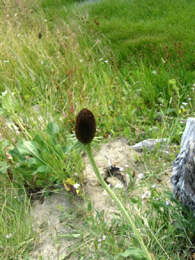 Yellowstone National Park (USA) - Rudbeckia occidentalis