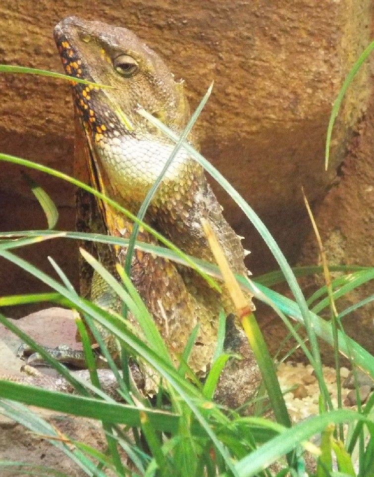 Rettili allo zoo di Melbourne - 3: Chlamydosaurus kingii